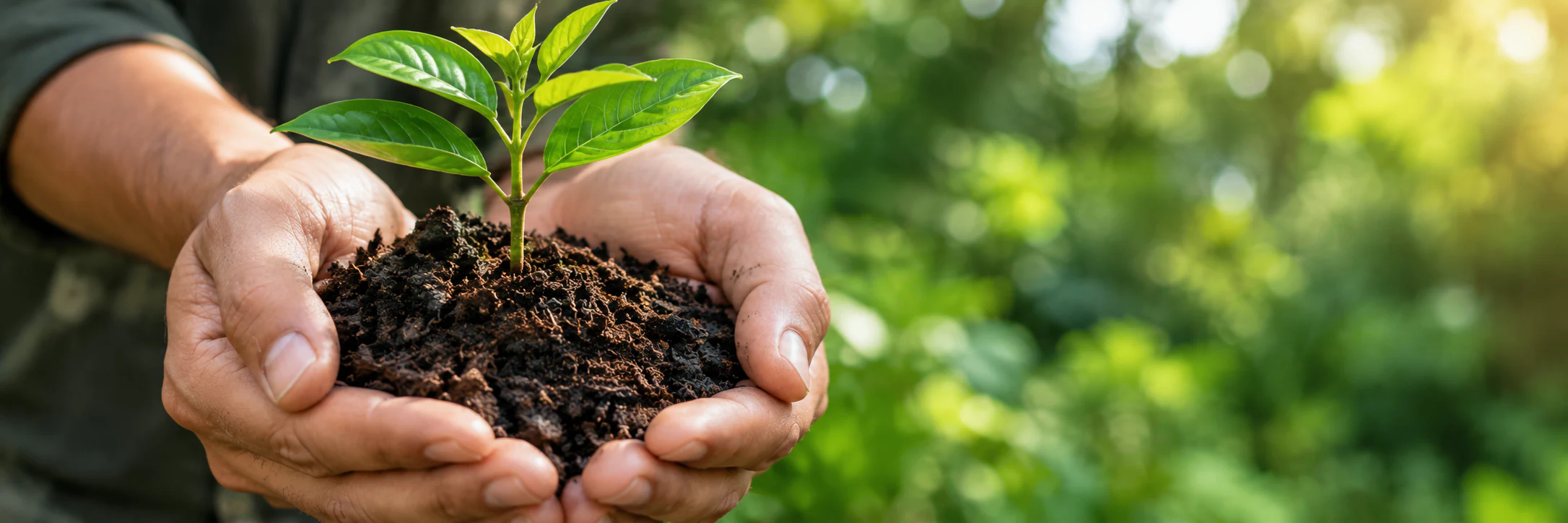 Manos sosteniendo una planta